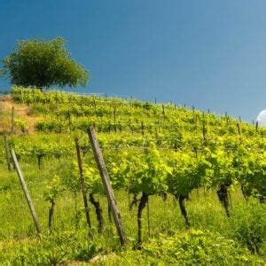 Cantine Ermes: espressione di territori unici